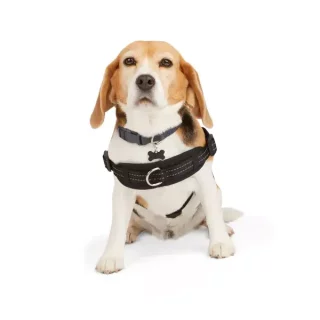 Dog training equipment and supplies for obedience